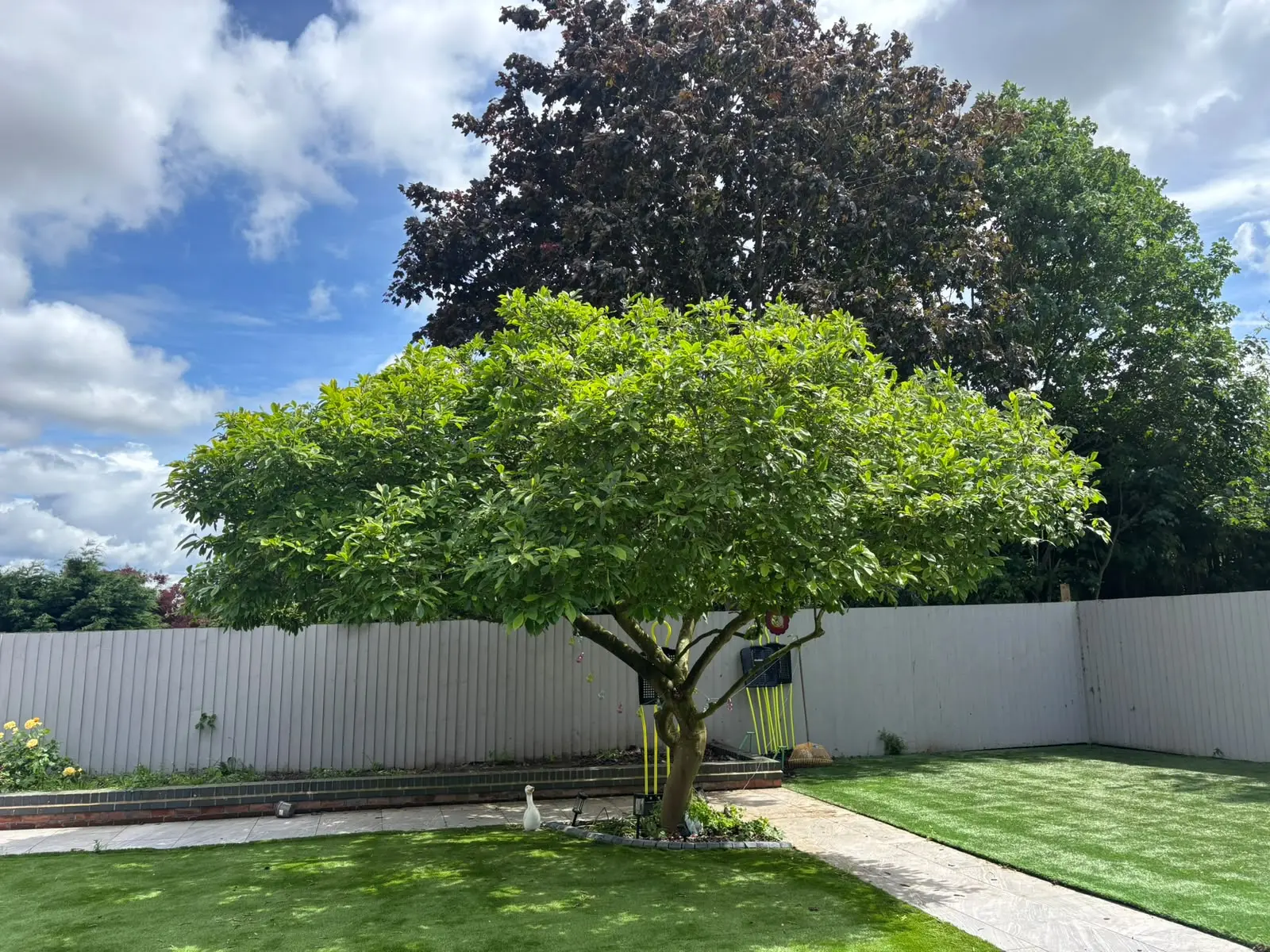 Neatly shaped, evenly pruned garden tree with a balanced crown above a tidy lawn