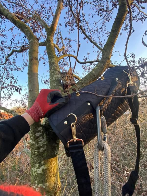 Tabby cat being secured in a padded rescue bag by a DW Treecare climber high in a tree