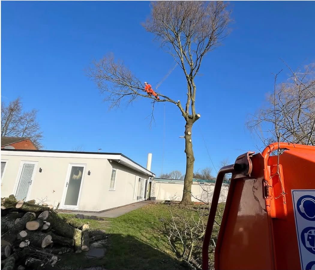 Tree surgeon in orange PPE climbing a tall tree during a sectional removal beside a bungalow, with the wood chipper in the foreground