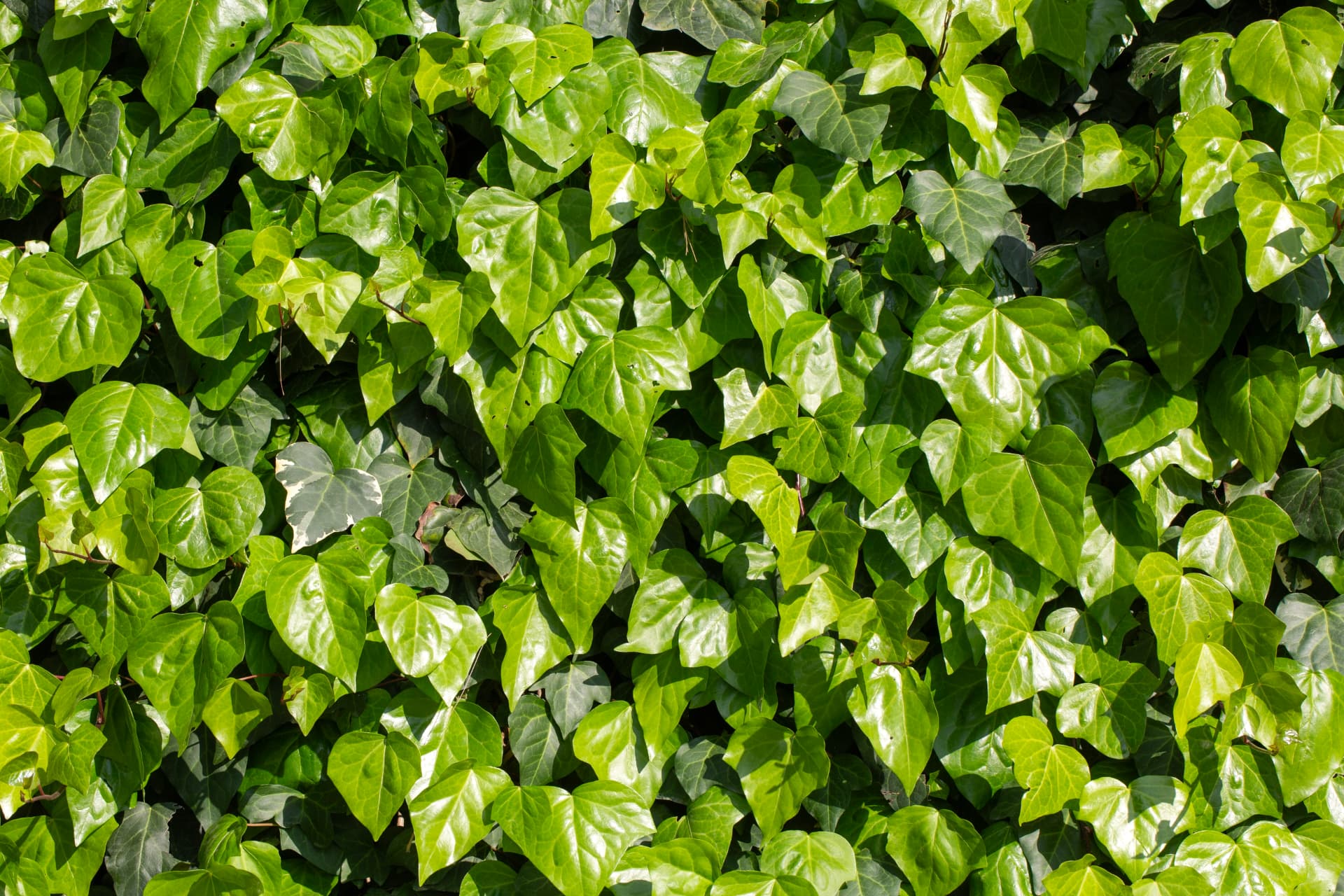 Dense wall of English ivy growth of the kind DW Treecare removes across Merseyside