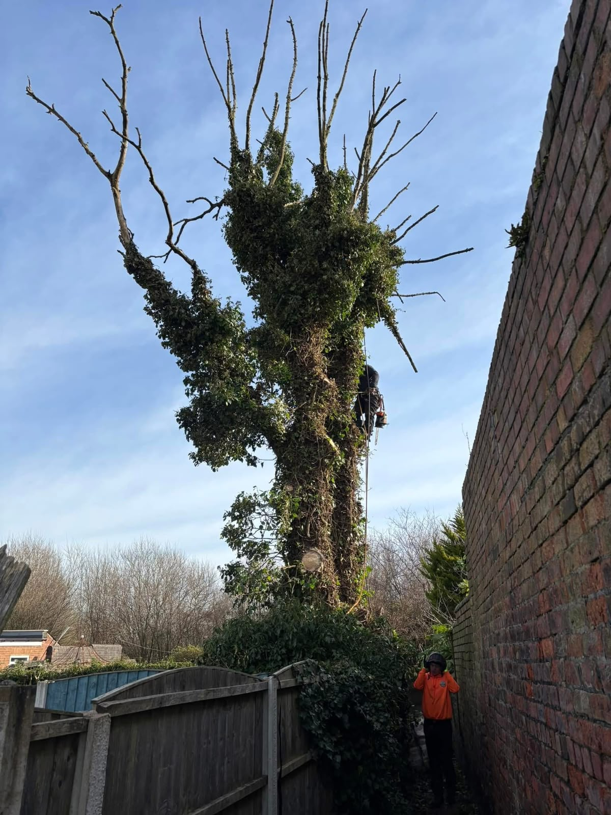 Climber roped into a dead, ivy-smothered tree beside a brick wall, with ground crew below