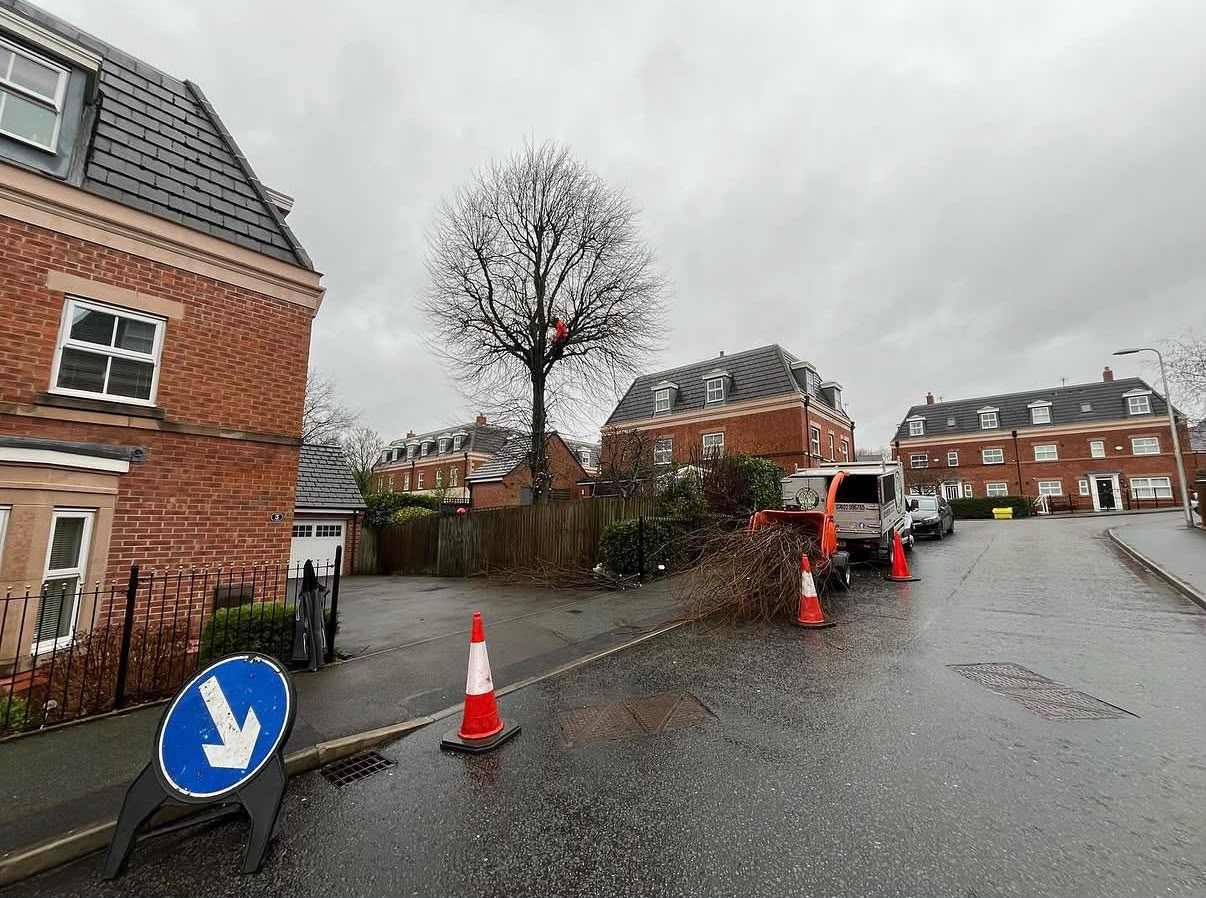 Climber working in the crown of a tree on a residential street, with cones, chipper and brash below